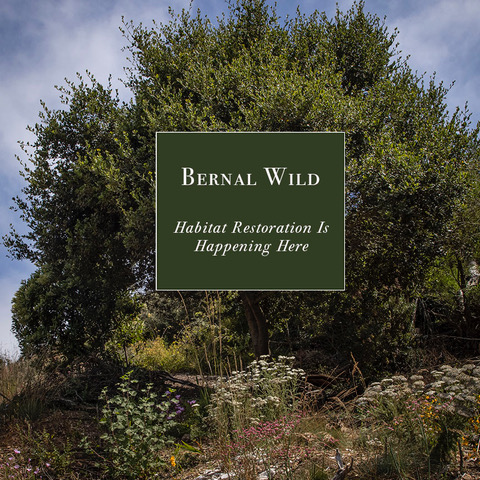 Bernal Wild