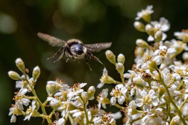 Bumble bee flies into Toyon flowers