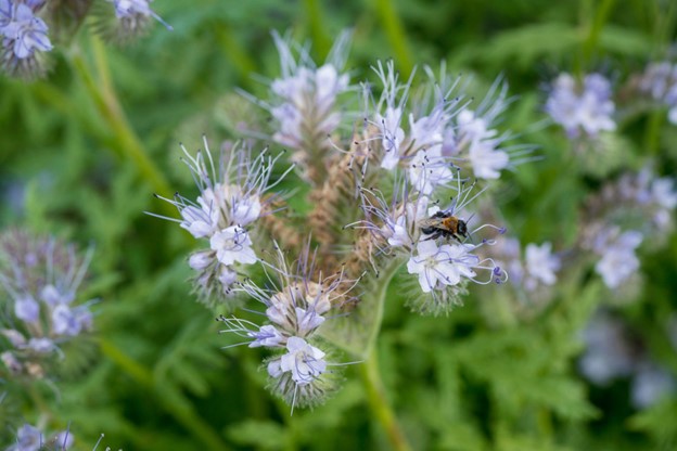 Phacelia with native bee.